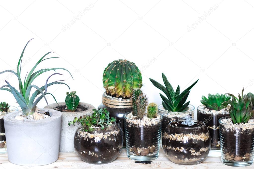 succulents in modern monimalistic pots, cactus on wooden table against white background, plants indoor