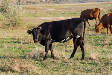 İnek Sürüsü yaz çayır, çimenlerde otlayan inekler.