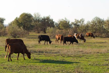 İnek Sürüsü yaz çayır, çimenlerde otlayan inekler.