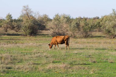 İnek Sürüsü yaz çayır, çimenlerde otlayan inekler.