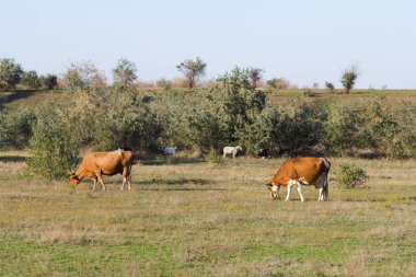 İnek Sürüsü yaz çayır, çimenlerde otlayan inekler.