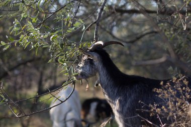 Bahar alanlarında keçi otlatmak 