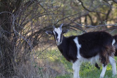 Bahar alanlarında keçi otlatmak 