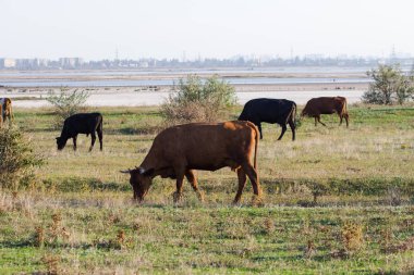 İnek Sürüsü yaz çayır, çimenlerde otlayan inekler.
