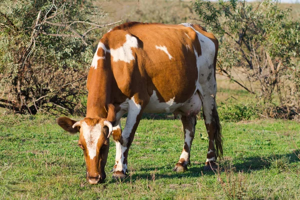 Koeien Kudde Weide Van Zomer Koeien Grazen Het Gras — Stockfoto