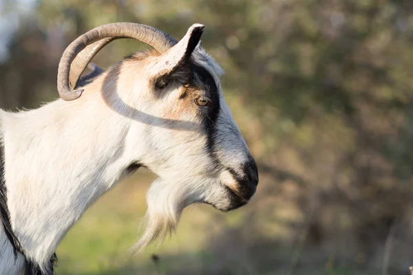 Goats Graze Spring Fields — Free Stock Photo