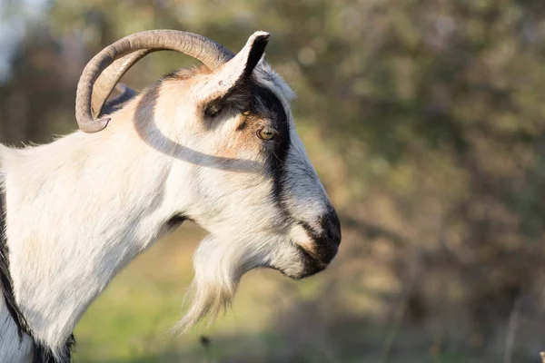 Las Cabras Pastan Campos Primavera — Foto de stock gratis