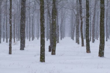 Pek çok ağaçlar ve kar yağışı, kış arka plan, soğuk havalarda orman ile Park 
