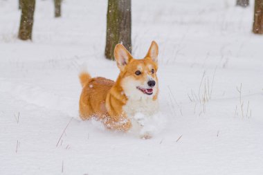 Cute Galce pembroke corgi portre, komik köpek karda eğleniyor 