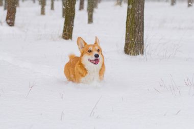 Cute Galce pembroke corgi portre, komik köpek karda eğleniyor 