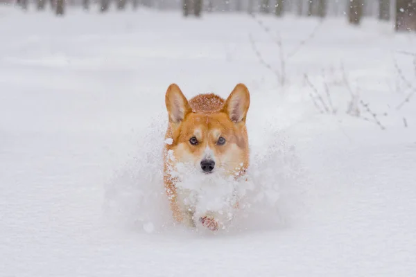 Cute Welsh Pembroke Corgi Portrait Funny Dog Having Fun Snow — Stock Photo, Image