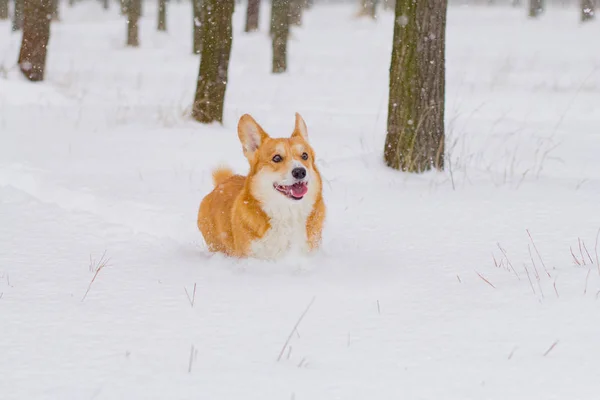 Cute Welsh Pembroke Corgi Portrait Funny Dog Having Fun Snow — Stock Photo, Image