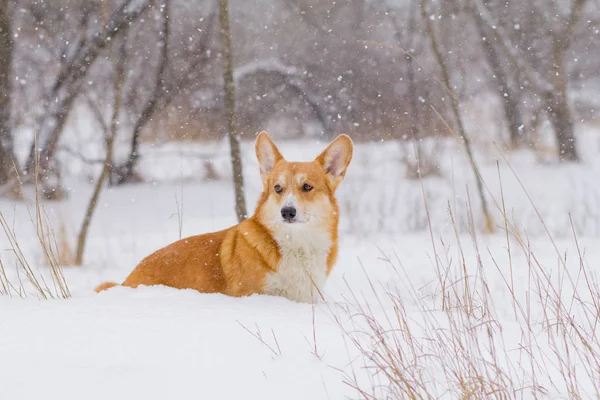 Ładniutka Walijski Portret Corgi Pembroke Zabawny Pies Zabawy Śniegu — Zdjęcie stockowe
