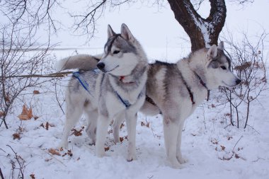 Kızak köpekleri ırk Sibirya husky köpek kış ormandaki karda, 