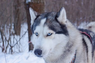 Kızak köpekleri ırk Sibirya husky köpek kış ormandaki karda, 