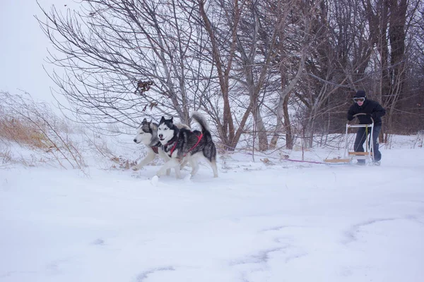 Honden Van Slee Sneeuw Race Siberische Husky Honden Winter Forest — Stockfoto