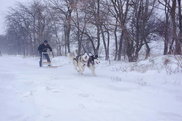 Perros Husky Siberianos Están Tirando Trineo Con Hombre Bosque Invierno —  Fotos de Stock