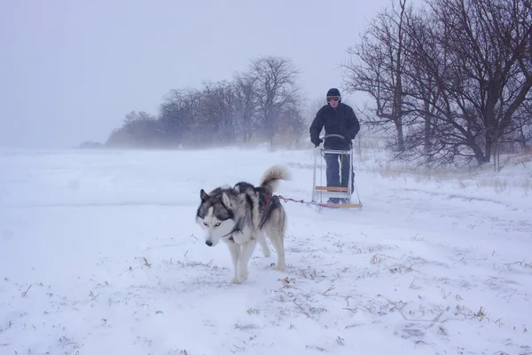 Perros Husky Siberianos Están Tirando Trineo Con Hombre Bosque Invierno — Foto de Stock