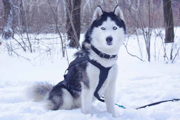 Los Perros Trineo Nieve Raza Perros Husky Siberianos Bosque Invierno — Foto de Stock