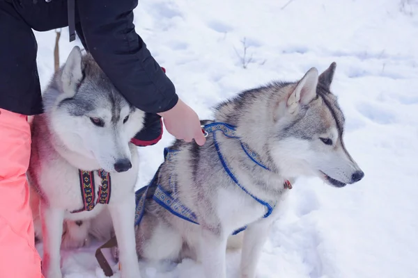 Släde Hundar Snö Rasen Siberian Husky Hundar Vinter Skog — Stockfoto