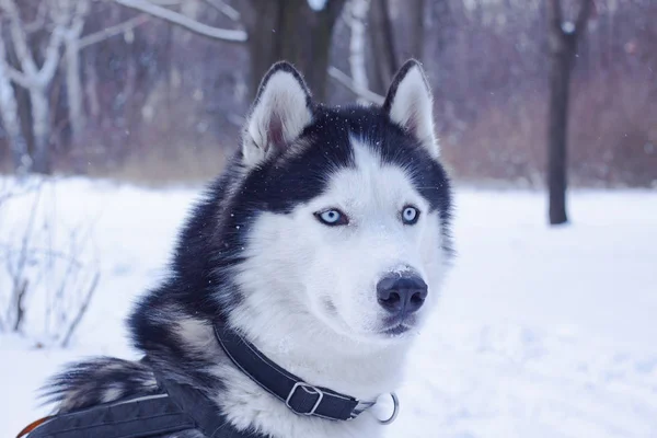 雪中的雪橇狗 在冬季森林里的西伯利亚哈士奇狗 — 图库照片
