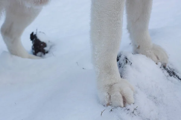 Los Perros Trineo Nieve Raza Perros Husky Siberianos Bosque Invierno — Foto de Stock