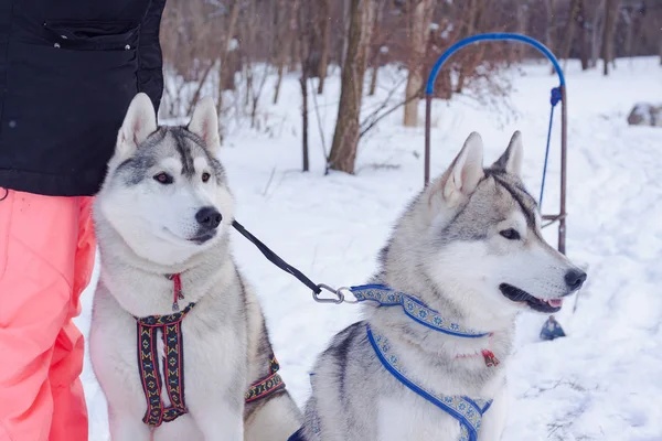 Los Perros Trineo Nieve Raza Perros Husky Siberianos Bosque Invierno — Foto de Stock