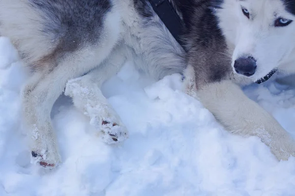 Los Perros Trineo Nieve Raza Perros Husky Siberianos Bosque Invierno — Foto de Stock