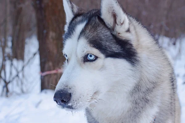 Cani Slitta Nella Neve Razza Siberiana Cani Husky Nella Foresta — Foto Stock