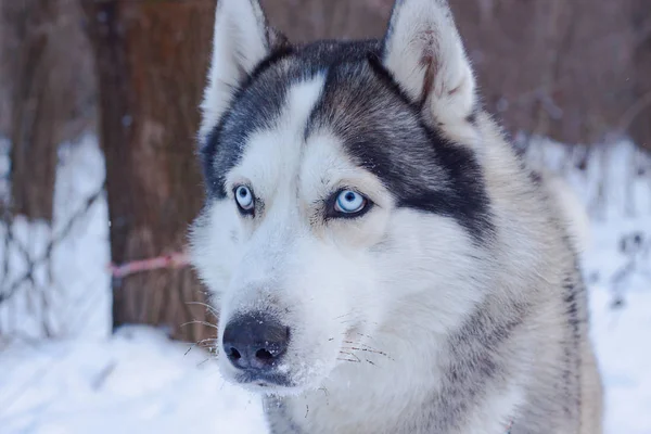 Los Perros Trineo Nieve Raza Perros Husky Siberianos Bosque Invierno — Foto de Stock