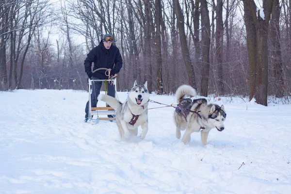 Siberische Husky Honden Zijn Trekken Een Slee Met Een Man — Stockfoto