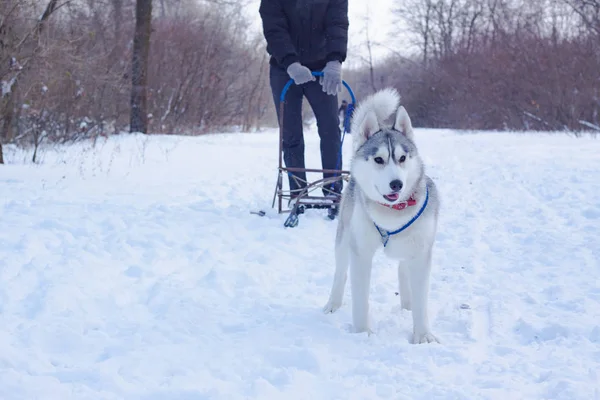 Sledge dogs in snow, race siberian husky dogs in winter forest