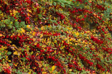 Sonbahar renkli bush yeşil ve sarı yaprakları ve redberrys ile 