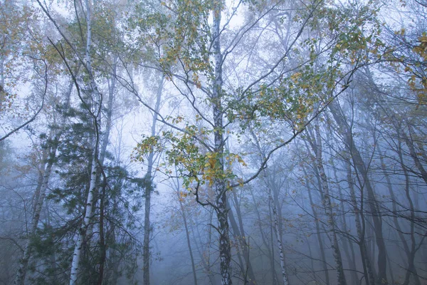 Landschaft Mit Nebligem Herbstpark Viele Bäume Kaltblauen Farben — Stockfoto