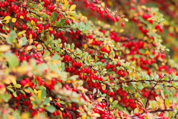 Осенний Красочный Куст Зелеными Желтыми Листьями Красными Ягодами — стоковое фото