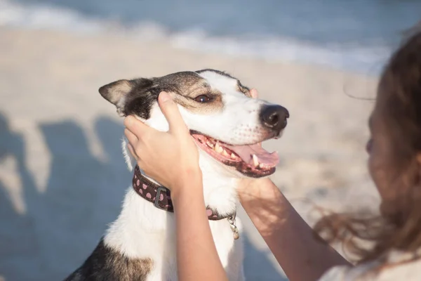 Jovem Mulher Com Cão Praia Verão Dia Ensolarado — Fotografia de Stock