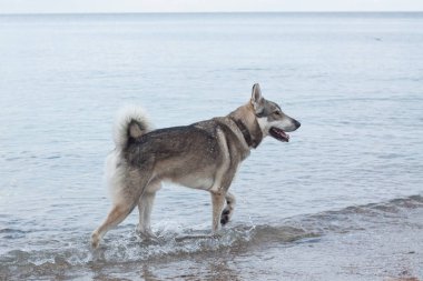 Batı Sibirya laika sahilde eğleniyor 