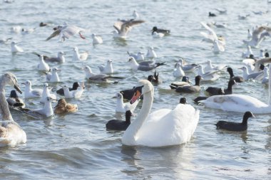 Deniz kıyılarında birçok kuş yakın yaban hayatı resim 
