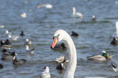Deniz kıyılarında birçok kuş yakın yaban hayatı resim 