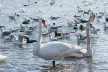 Deniz kıyılarında birçok kuş yakın yaban hayatı resim 