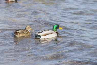Deniz kıyılarında birçok kuş yakın yaban hayatı resim 