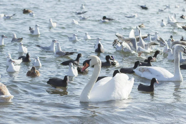 Viele Vögel Der Meeresküste Nahaufnahme Der Tierwelt Bild — kostenloses Stockfoto