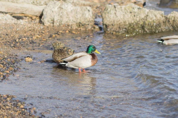 Viele Vögel Der Meeresküste Nahaufnahme Der Tierwelt Bild — Stockfoto