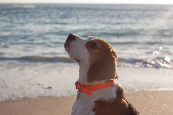 Beagle puppy play on the beach in sunny day