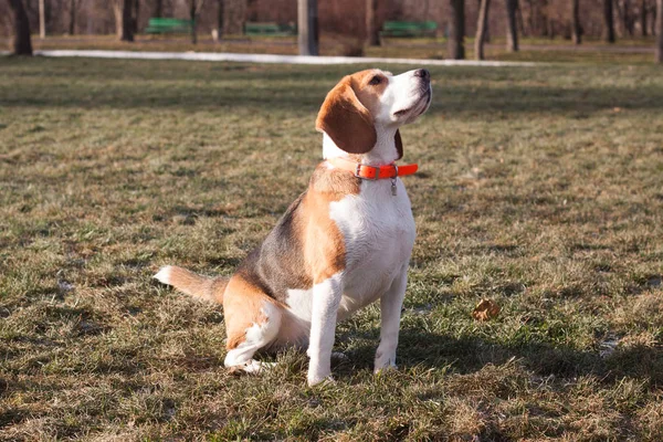 Engraçado Cão Beagle Jogar Grama Verde Dia Ensolarado — Fotografia de Stock