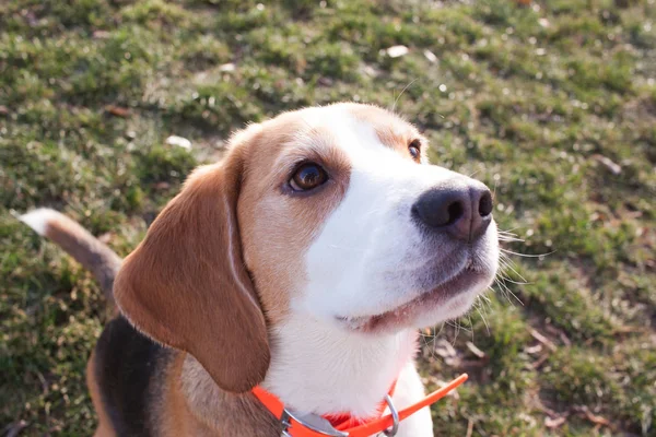 Divertido Beagle Perro Jugar Hierba Verde Día Soleado — Foto de Stock