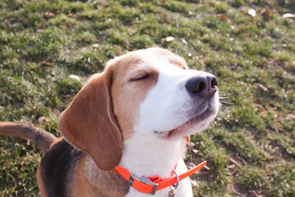Αστεία Λαγωνικό Σκύλο Παίζει Στο Πράσινο Γρασίδι Ηλιόλουστη Μέρα — Φωτογραφία Αρχείου