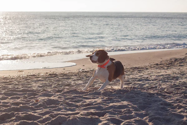 Beagle Kiskutya Játék Strandon Napsütésben — Stock Fotó