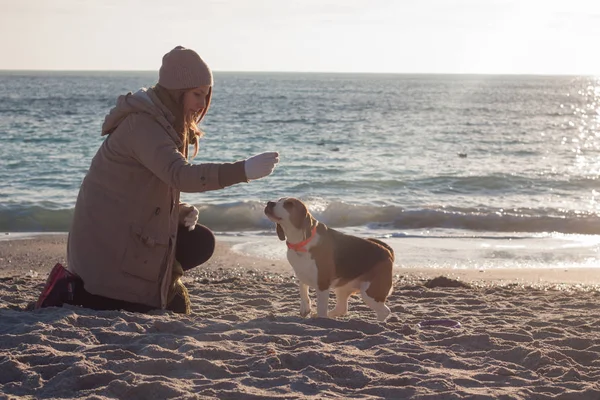 Jovem Mulher Brincar Com Cão Beagle Inverno Outono Dia Ensolarado — Fotografia de Stock