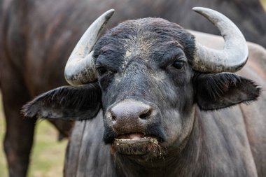  Siyah su bufalosu tarlada